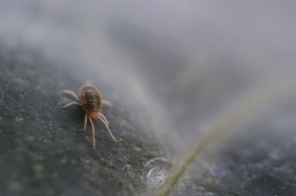 Acari su foglie di edera: cfr.  Tetranychidae - Rende (CS)